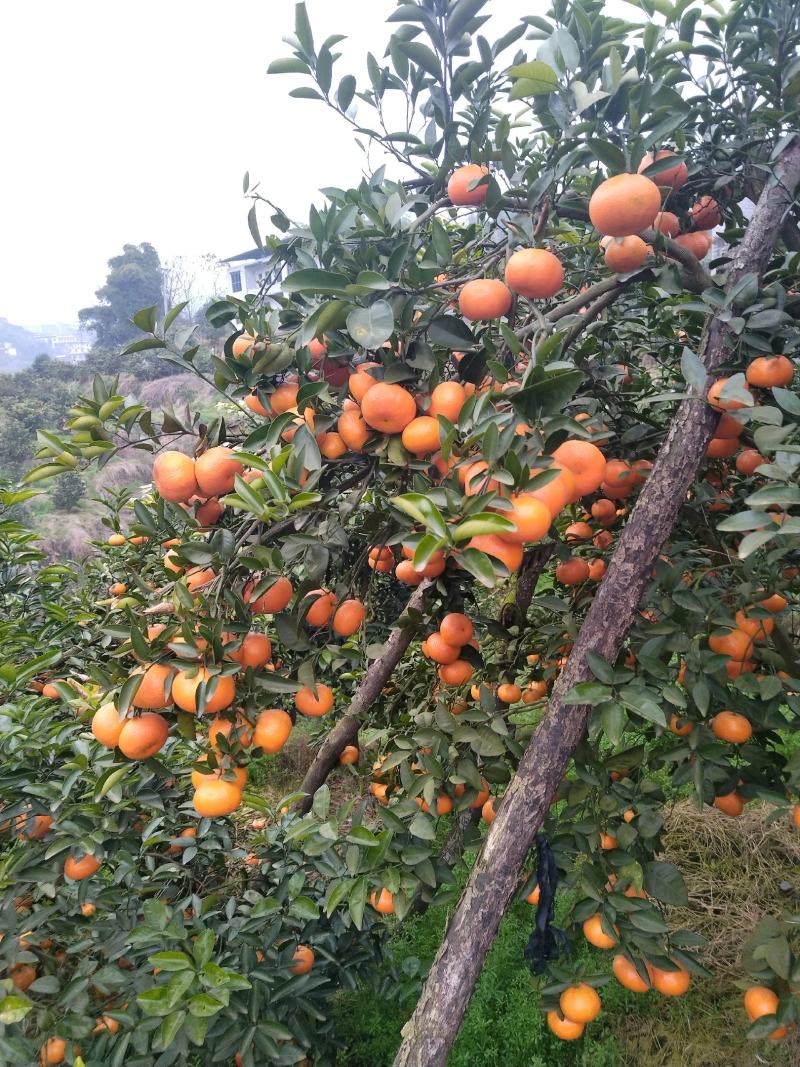 重庆，沃柑，精品好货，需要的联系，服务至上
