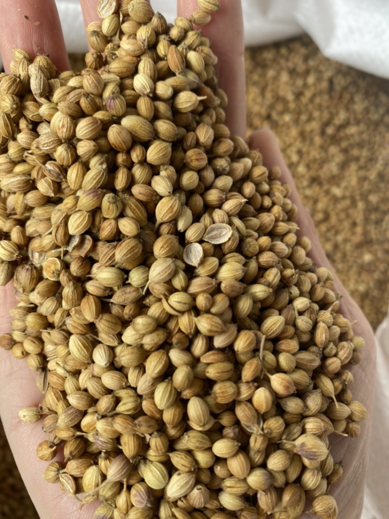 香菜籽大颗粒元茜籽玉林香料大宗商品批发
