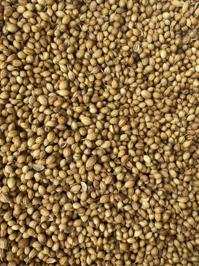 香菜籽大颗粒元茜籽玉林香料大宗商品批发