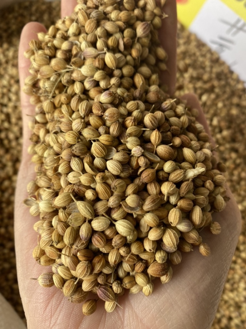 香菜籽大颗粒元茜籽玉林香料大宗商品批发