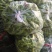 次品大量有货，新鲜的，当天货