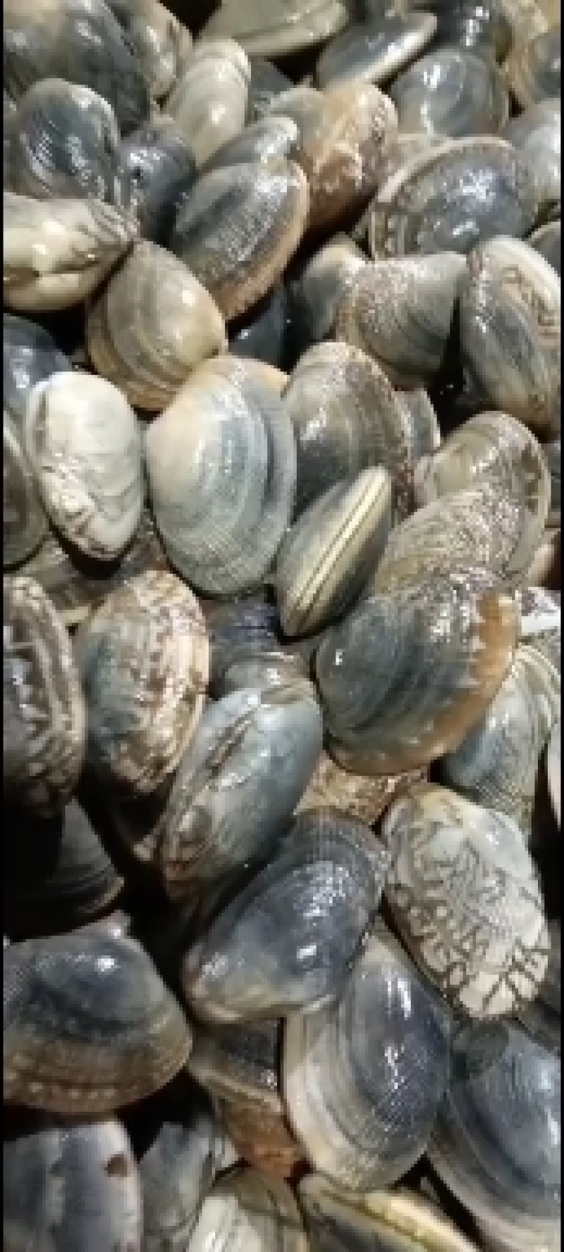 辽宁东港三禾水产致力于打造精品无沙花蛤欢迎采购