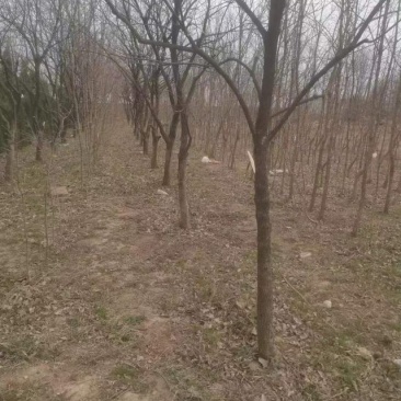 柿子树