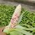 江苏花玉米，糥玉米，一手货源产地直供质量保证欢迎订购