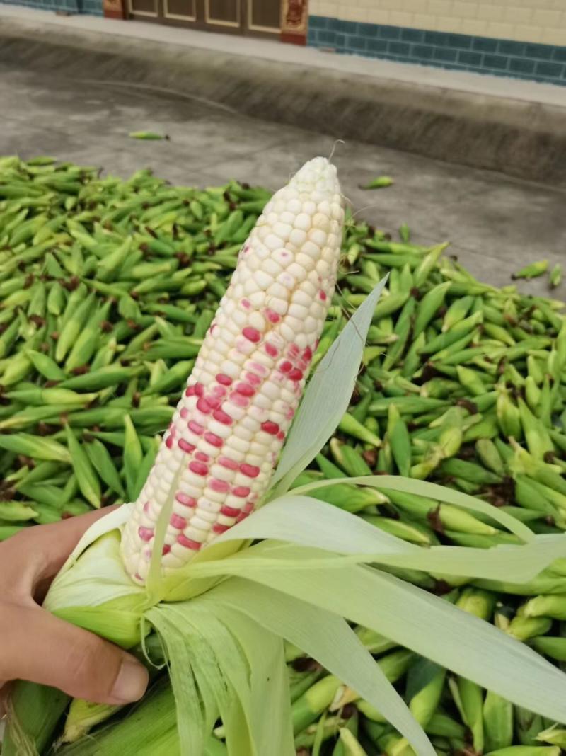 江苏花玉米，糥玉米，一手货源产地直供质量保证欢迎订购