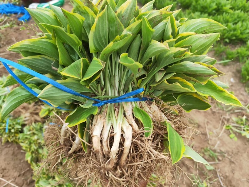 金边玉簪，耐寒花草，一首货源价格优惠