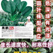 郑研杂交菠菜种子黑鹏225黑鹏199叶色深绿有光泽