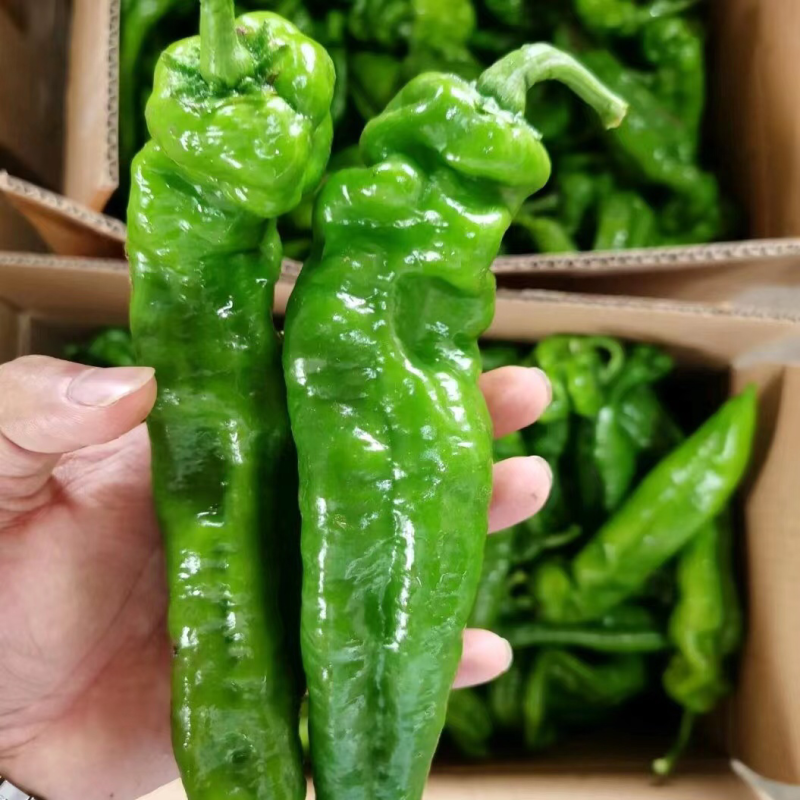 江苏精品泡椒大量上市产地一手货源整车供应量大优惠