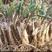 韭菜根，两年根，紫根，大量有货，现挖现卖，量大从优。