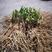 韭菜根，两年根，紫根，大量有货，现挖现卖，量大从优。