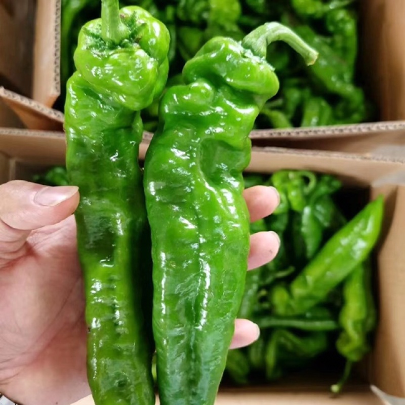 江苏精品泡椒大量上市产地一手货源整车供应量大优惠