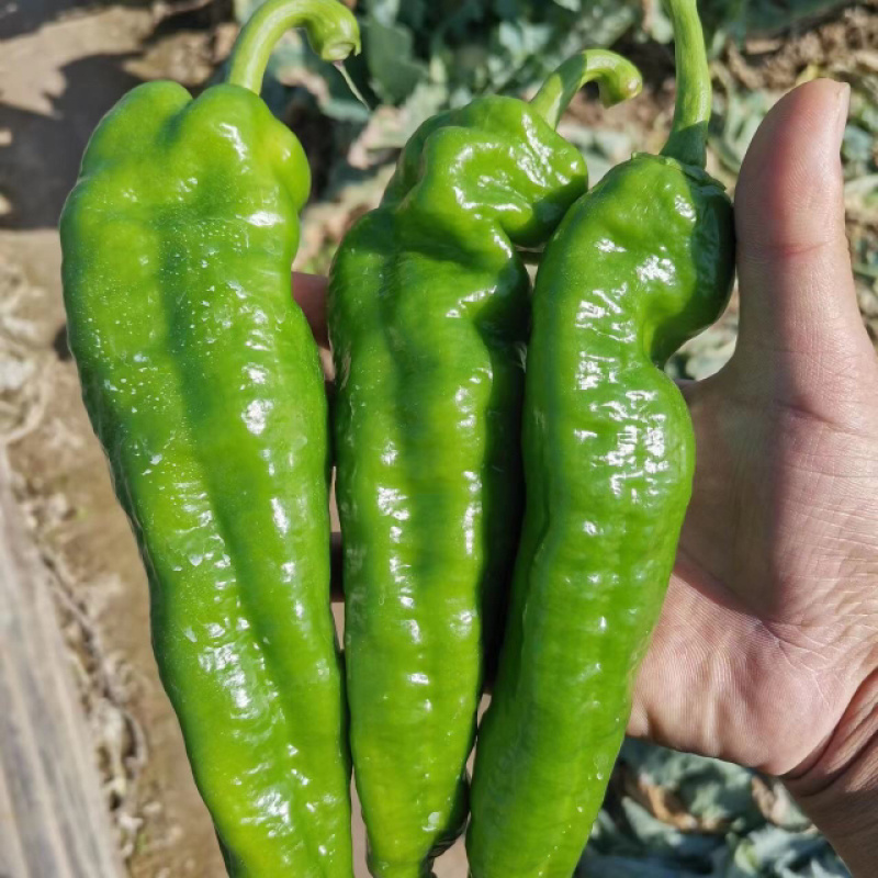 江苏精品泡椒大量上市产地一手货源整车供应量大优惠