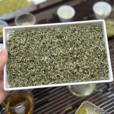 四川头采蒙顶甘露2023绿茶