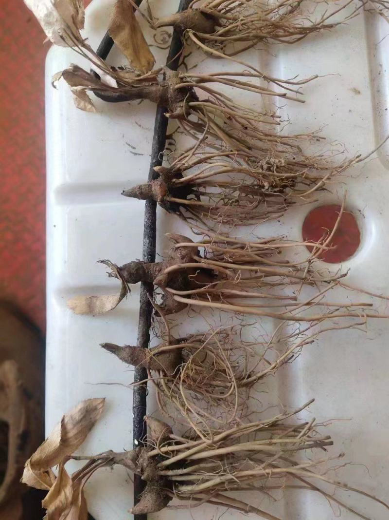 【优选商家】条形朱砂点苗，保纯，货源充足，基地一手货源
