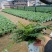 荚果蕨基地直供规格齐全常年发货欢迎老板看货联系