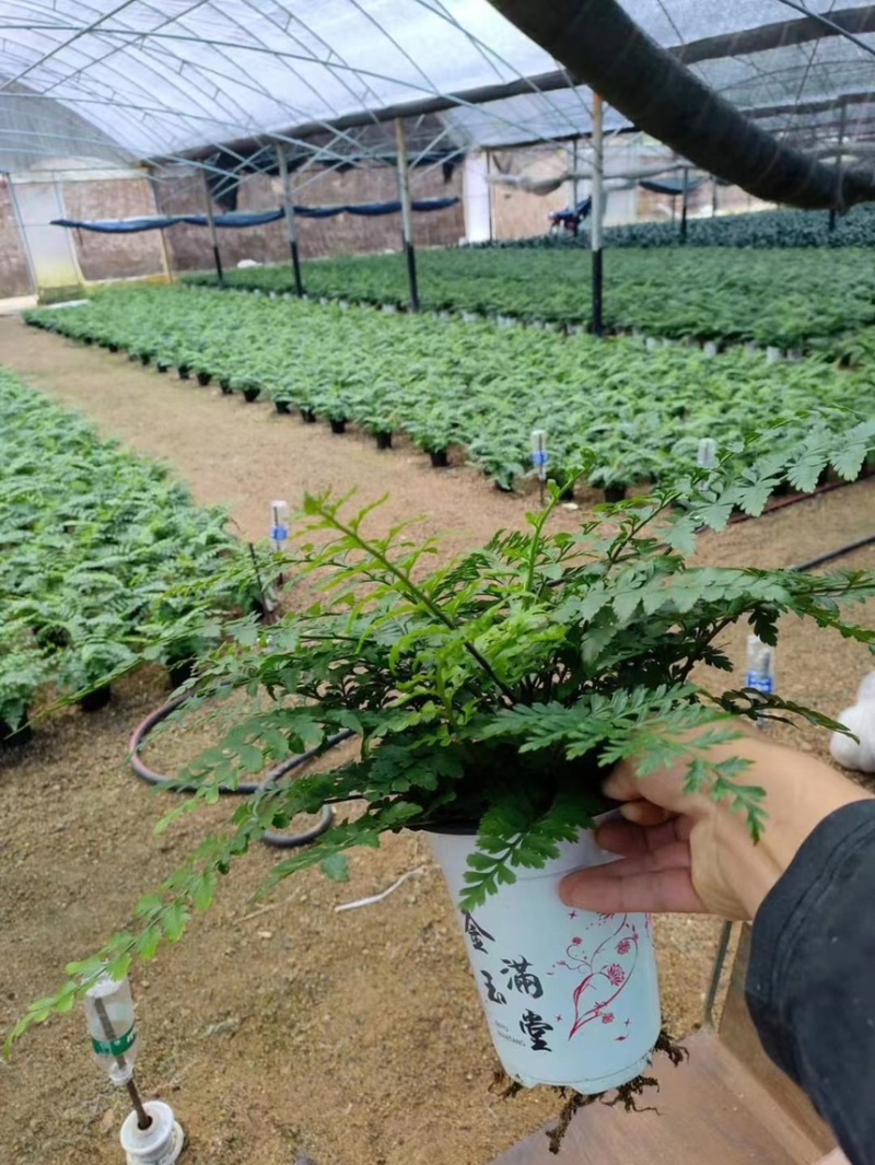 荚果蕨基地直供规格齐全常年发货欢迎老板看货联系