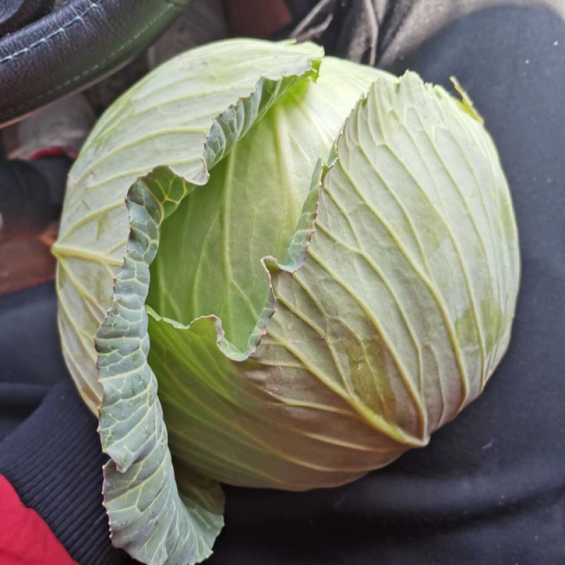 江苏东台精品包菜产地一手货源支持全国代发
