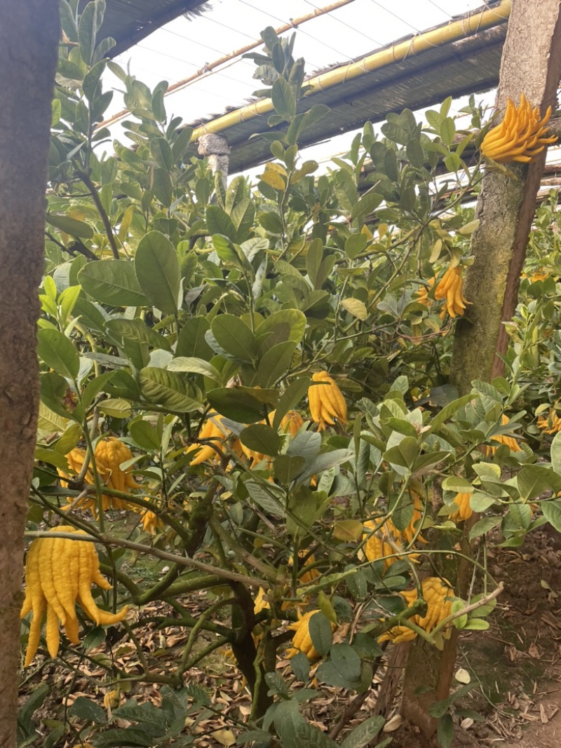 佛手树佛手盆栽佛手盆景佛手苗