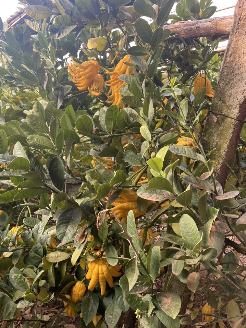 佛手树佛手盆栽佛手盆景佛手苗