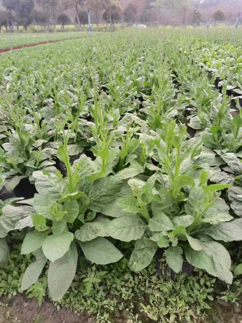 花烟草双色杯成都货源，花烟草成都基地实拍，