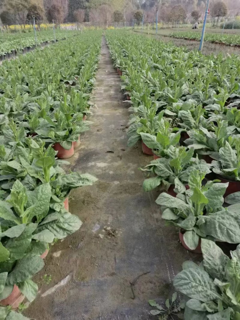 花烟草双色杯成都货源，花烟草成都基地实拍，