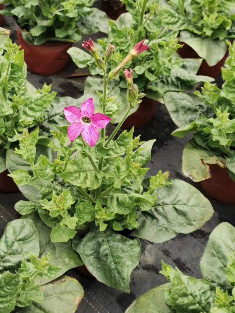 花烟草双色杯成都货源，花烟草成都基地实拍，