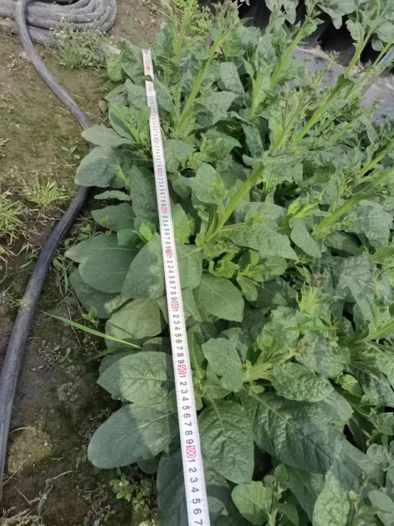 花烟草双色杯成都货源，花烟草成都基地实拍，