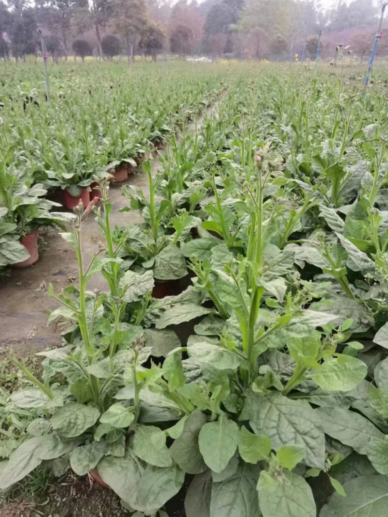 花烟草双色杯成都货源，花烟草成都基地实拍，
