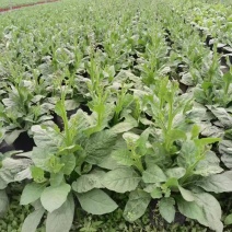 花烟草双色杯成都货源，花烟草成都基地实拍，