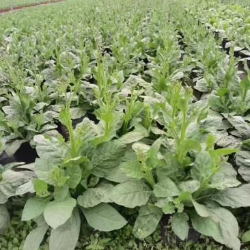 花烟草双色杯成都货源，花烟草成都基地实拍，