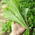 河北邯郸小白菜大量上市了基地发货品质货源欢迎咨询