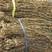 优质干豆角，农家自然晾晒无添加，品质保证2023