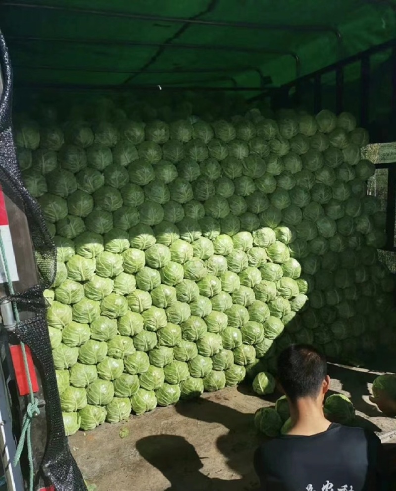 江苏东台精品甘蓝一手货源支持全国代发量大优惠
