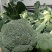 盐城精品西兰花大量上市一手货源支持全国代发量大优惠