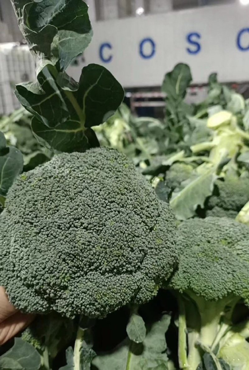 盐城精品西兰花大量上市一手货源支持全国代发量大优惠