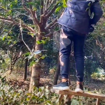 高杆金桂苗圃到期低价出