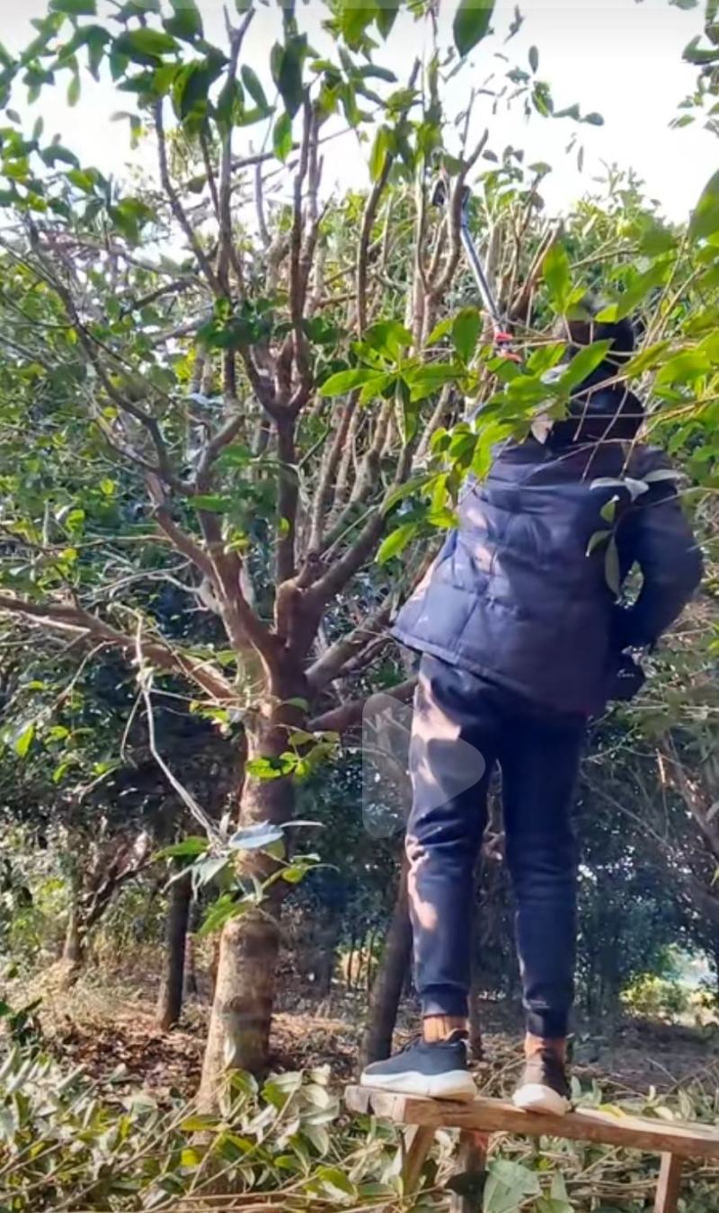 高杆金桂苗圃到期低价出