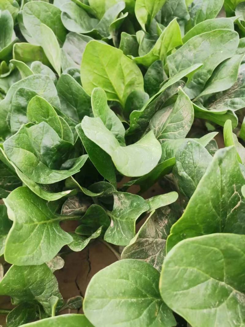 尖叶菠菜，原液菠菜