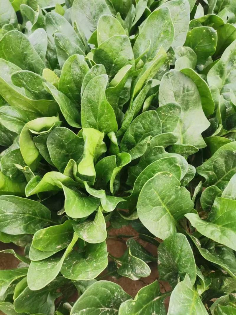 尖叶菠菜，原液菠菜