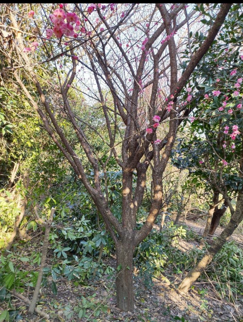 原生红梅（骨里红）苗圃到期低价出