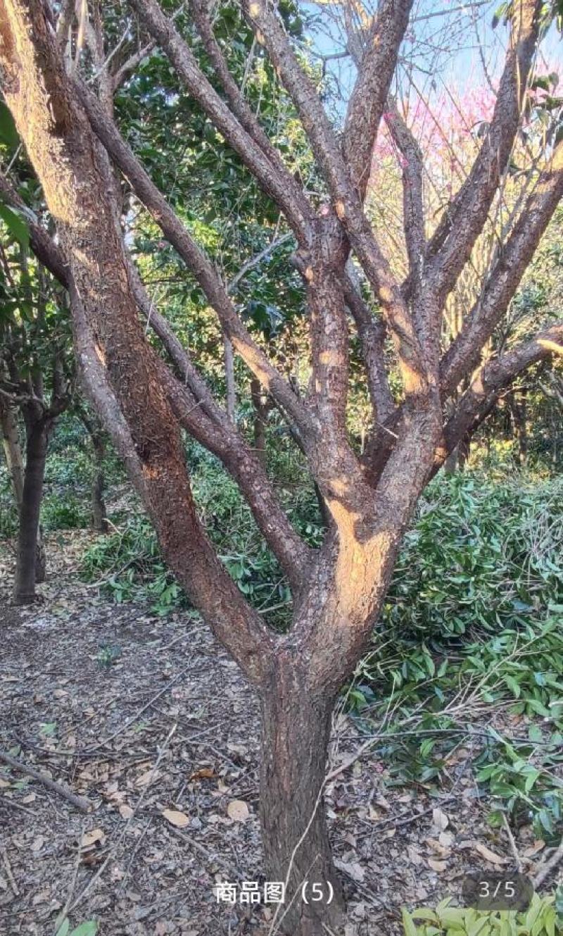 原生红梅（骨里红）苗圃到期低价出