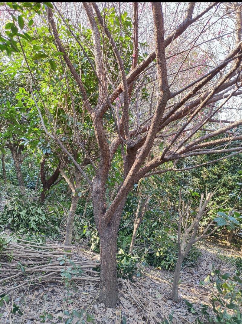 原生红梅（骨里红）苗圃到期低价出
