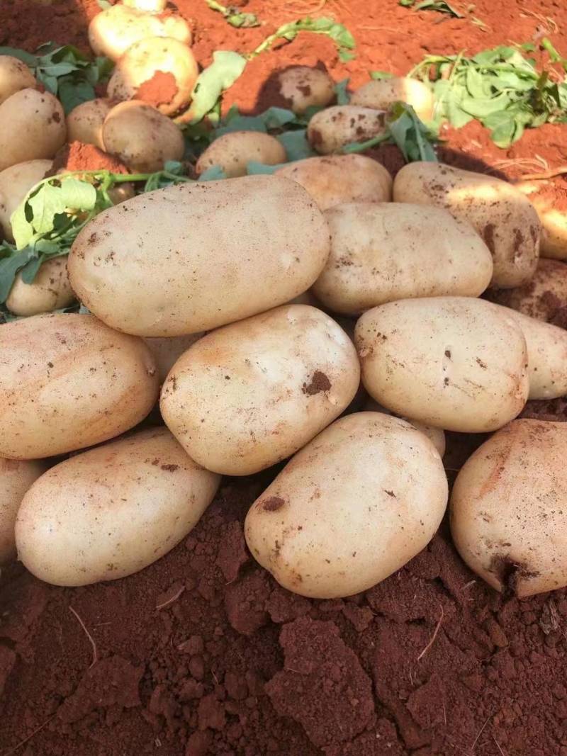 精品丽薯土豆已开始上市，欢迎各位老板前来合作