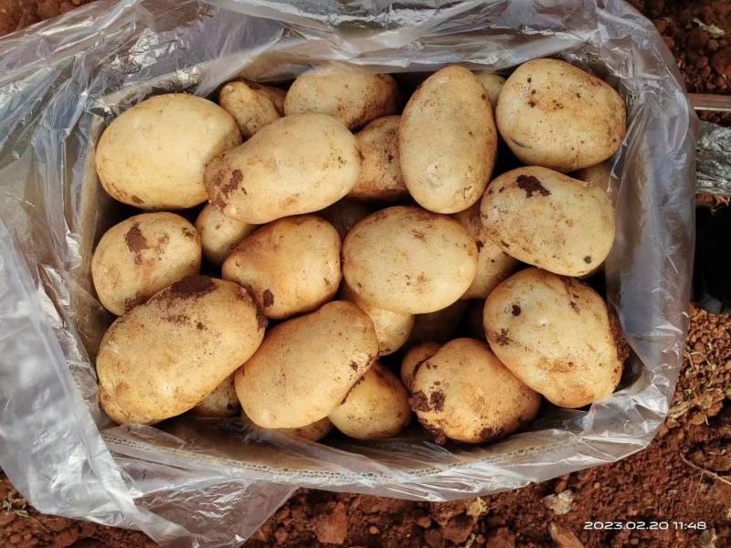 精品丽薯土豆已开始上市，欢迎各位老板前来合作