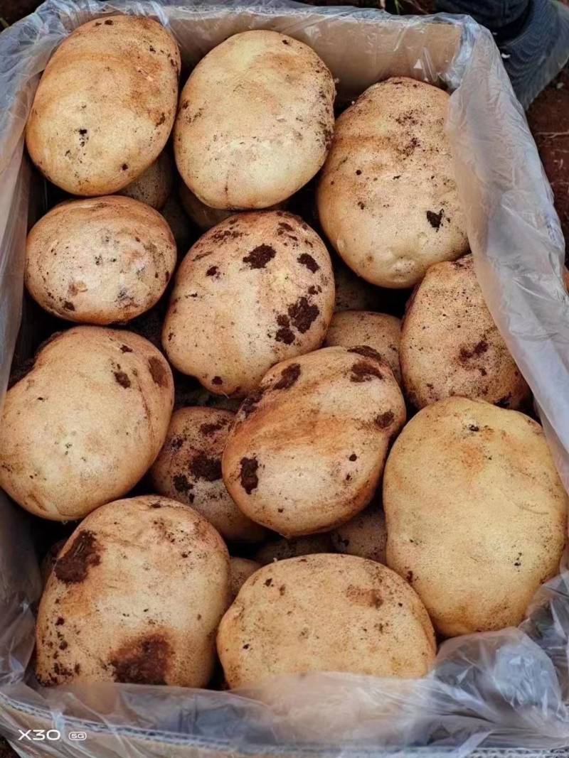 精品丽薯土豆已开始上市，欢迎各位老板前来合作