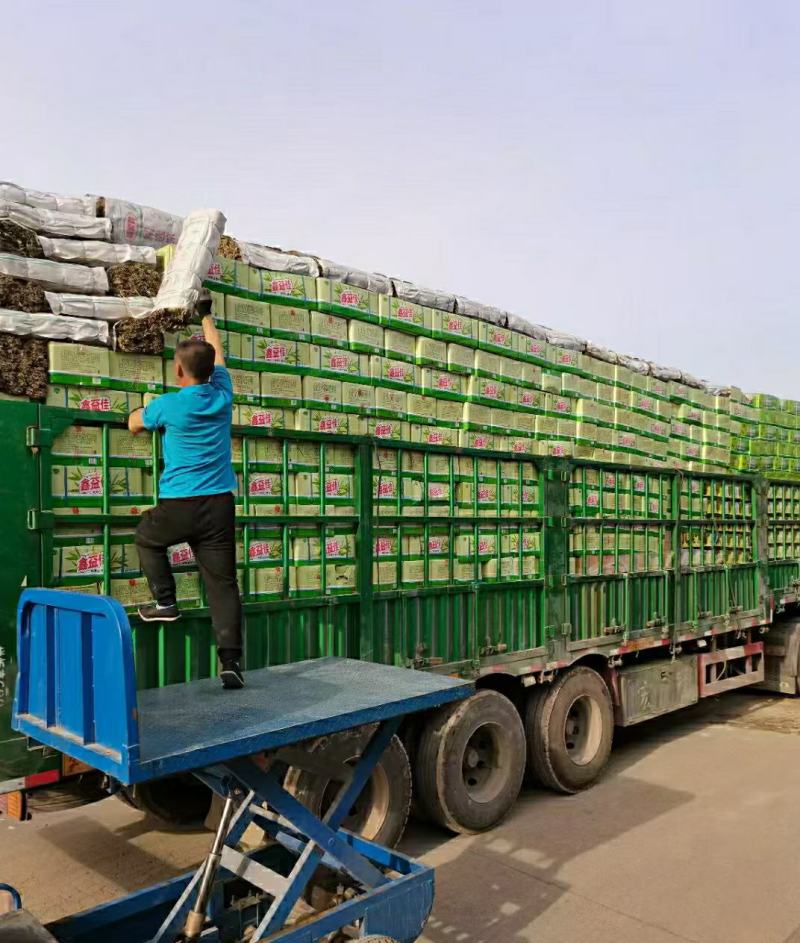 湖北发林粽叶/鑫益佳粽叶量大可谈质量好，物流私聊