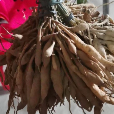 百部苗大苗