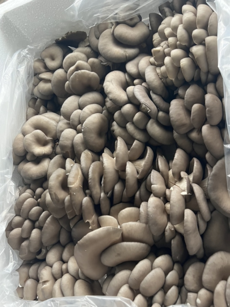平菇
