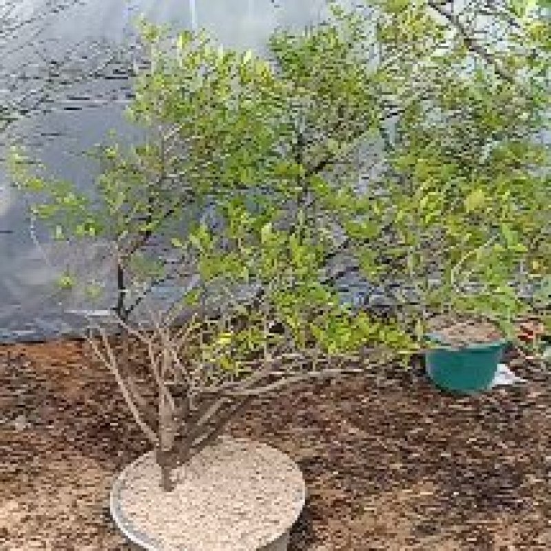 海岛栀子花地景桩盆景桩都有全是熟桩