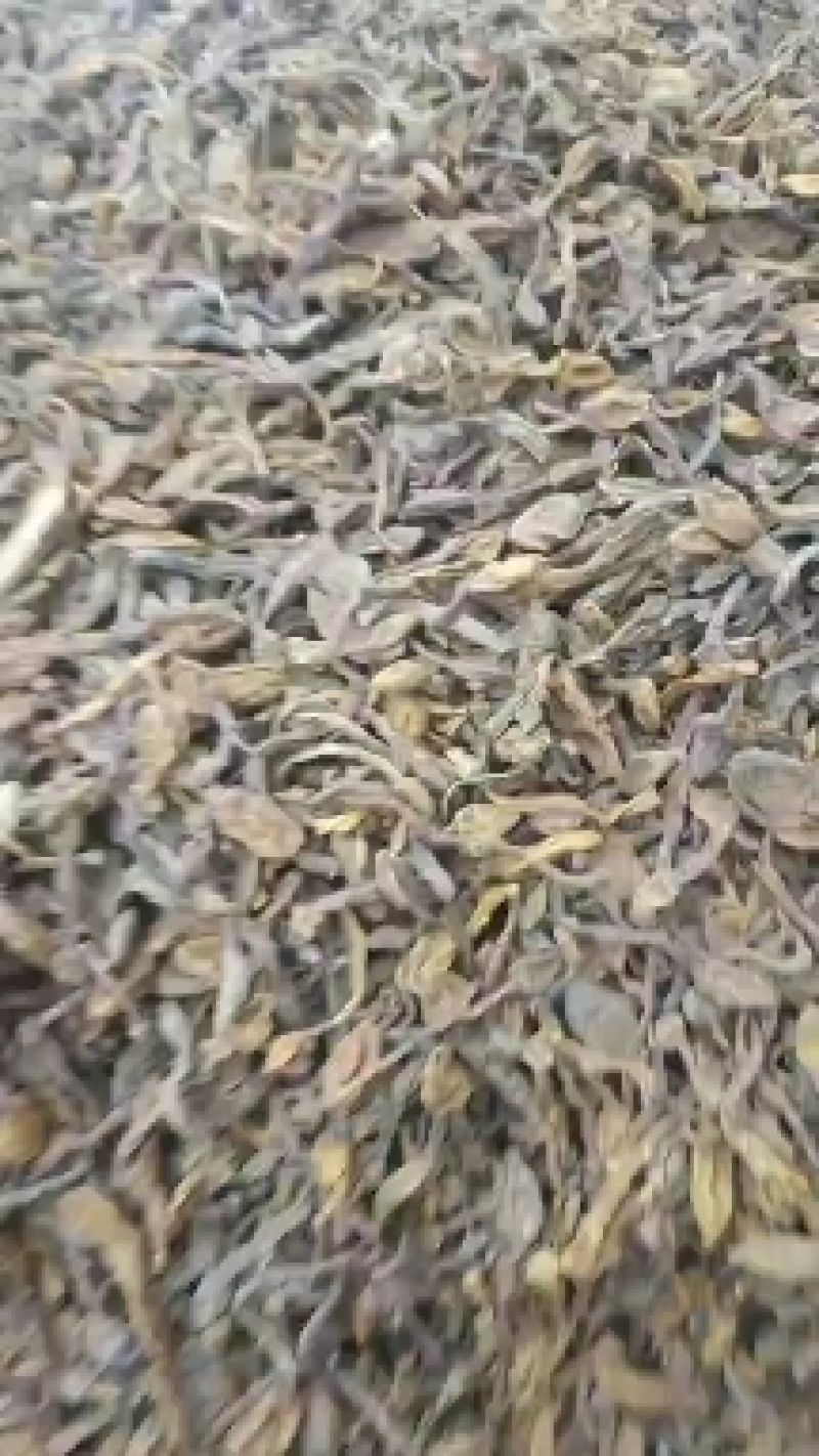 回春草野生回春草干货无根质量保证质量货干货支持快递物流